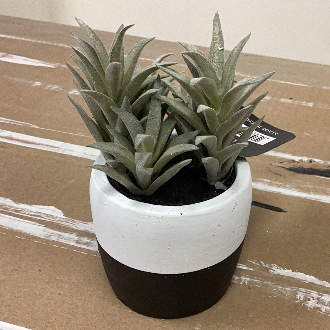 6” succulent in pot