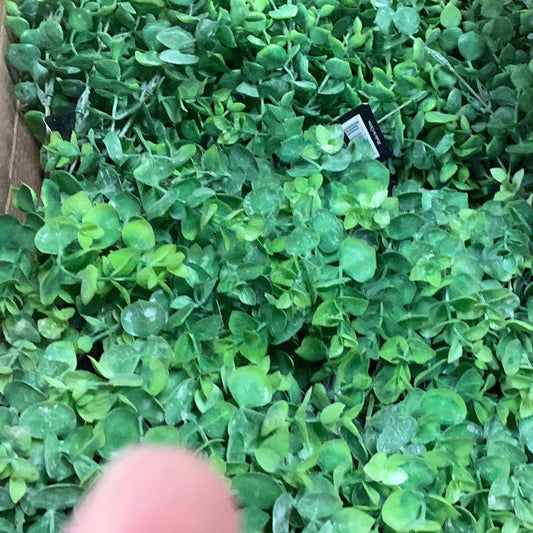 13.4” eucalyptus bunch