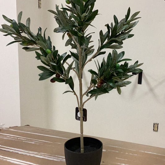 29” olive tree with pot